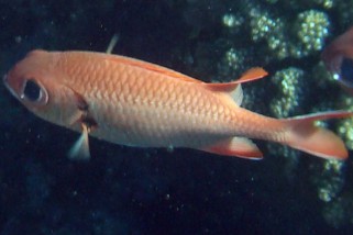 Myripristis murdjan - Weißsaum-Soldatenfisch